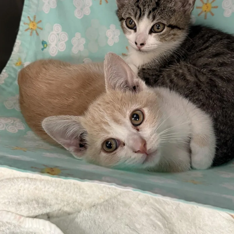 A baby small-sized female Domestic Short Hair cat named Momo for adoption in Oakland, CA