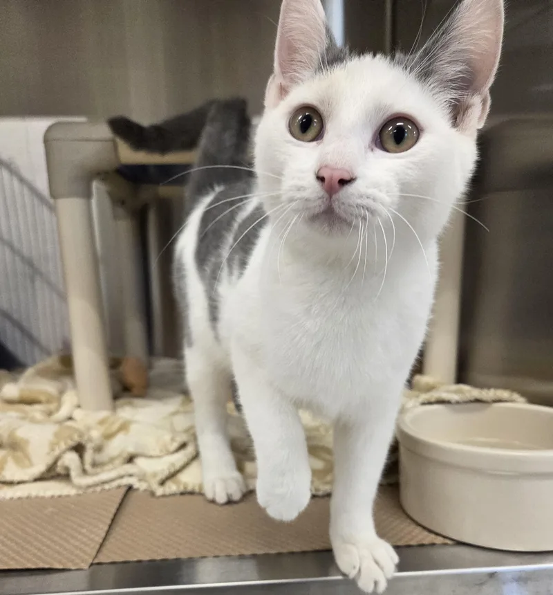 Ricky Sweat thumbnail 2