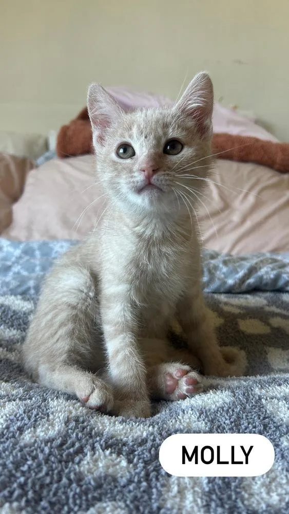 An adult medium-sized female Domestic Short Hair cat named Molly for adoption in Gardena, CA