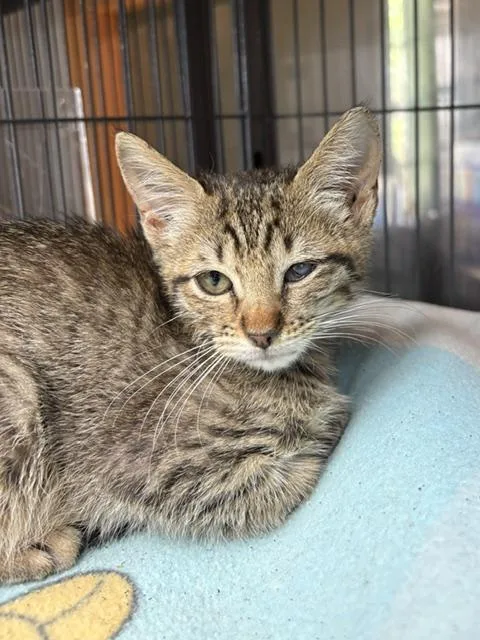 A young medium-sized female Tabby (Brown / Chocolate) Tabby cat named Lexi for adoption in Porter, TX
