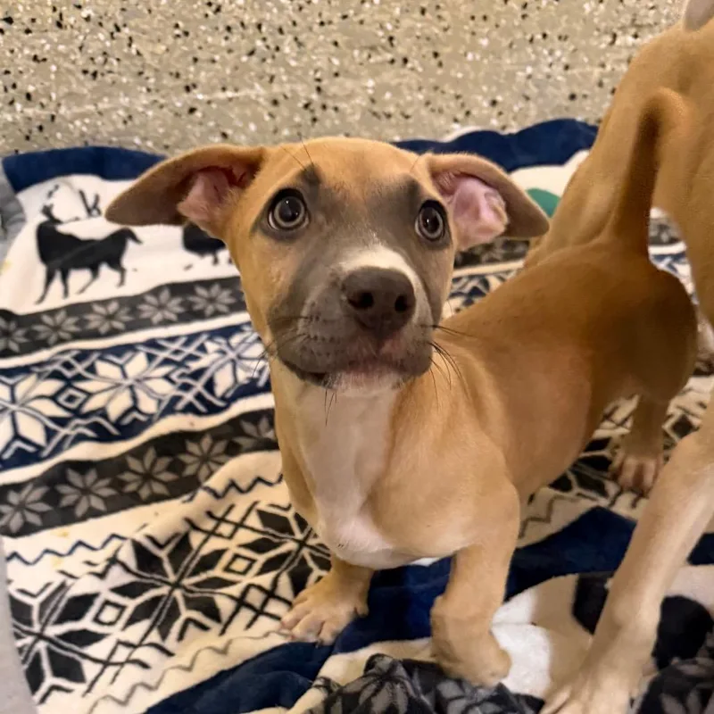 A baby small-sized female Yellow / Tan / Blond / Fawn Mixed Breed dog named Cleric for adoption in Pensacola, FL