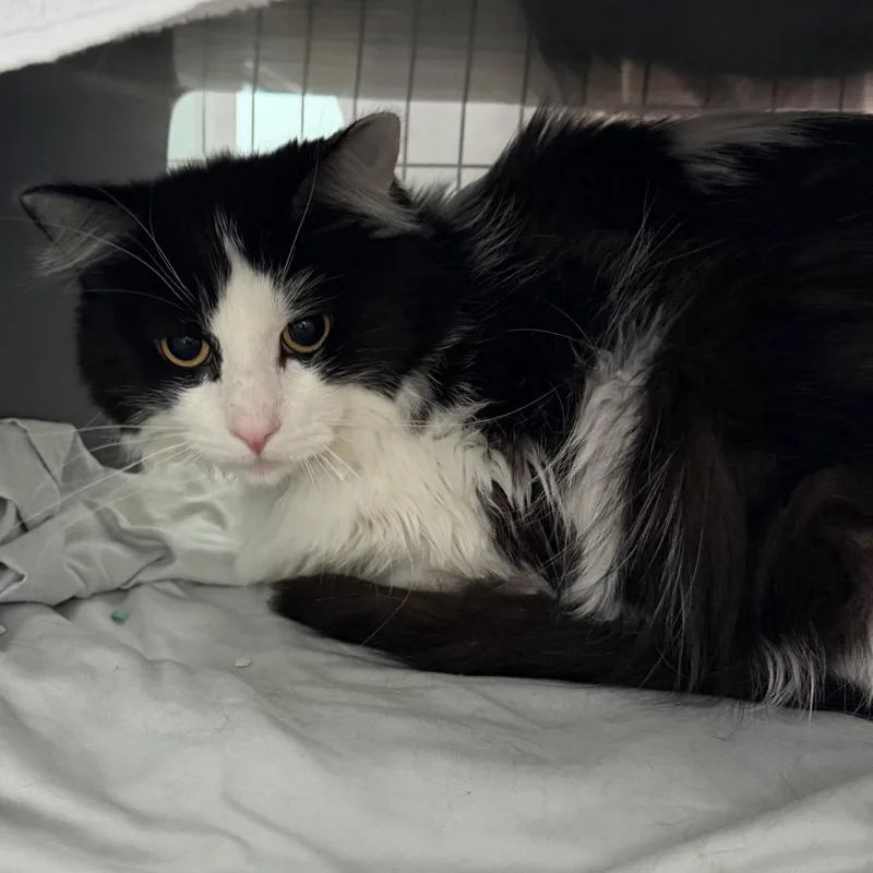 An adult large-sized male Black Domestic Medium Hair cat named Tootin for adoption in Chicago, IL