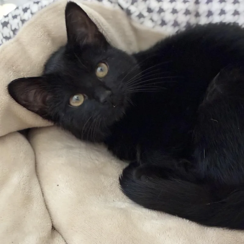 A baby small-sized female Black Domestic Short Hair cat named Maxxine for adoption in South Elgin, IL
