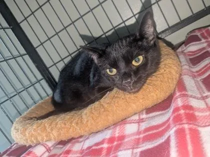 An adult medium-sized female Black Domestic Short Hair cat named Nani for adoption in Lock Haven, PA