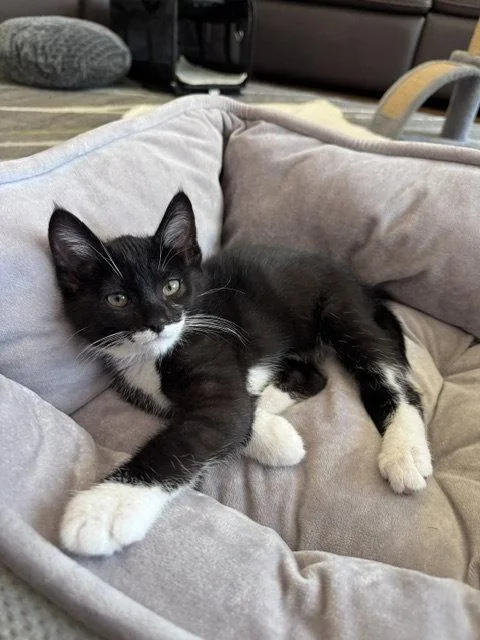A baby medium-sized male Tuxedo cat named Elvis for adoption in West Hills, CA