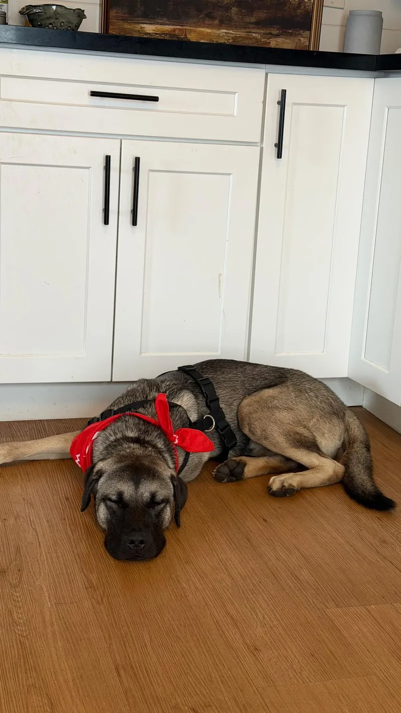 A young medium-sized male Shepherd dog named Knox — your gentle for adoption in oriskany, NY