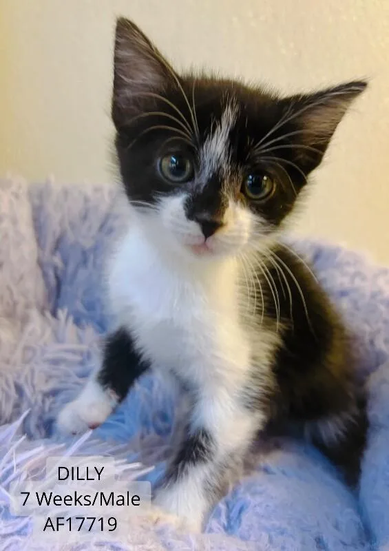 A young medium-sized male Black & White / Tuxedo Domestic Short Hair cat named Dilly for adoption in Supply, NC