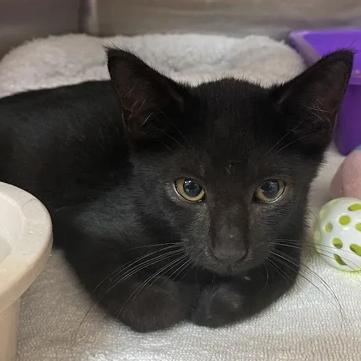 A baby small-sized male Black Domestic Short Hair cat named Stuart for adoption in Port Charlotte, FL