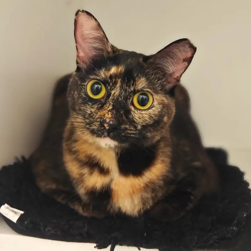 An adult extra large-sized female Domestic Short Hair cat named Wednesday for adoption in Cumming, GA