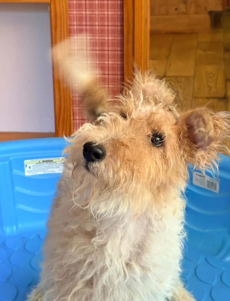 A young small-sized female Wire Fox Terrier dog named Pippi for adoption in Houston, TX