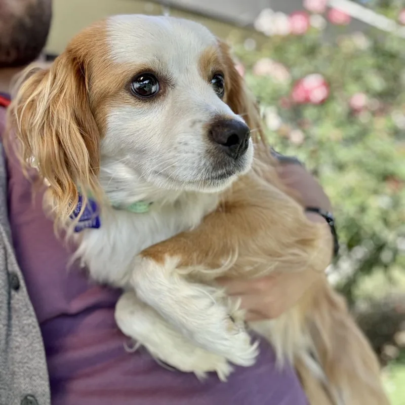 A young small-sized male White / Cream Mixed Breed dog named Ben for adoption in San Francisco, CA
