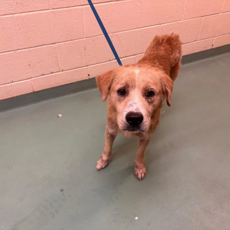A young medium-sized male Golden Mixed Breed dog named Simba for adoption in Memphis, TN