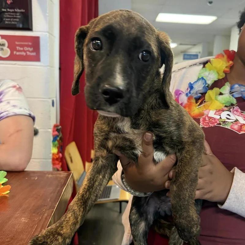 A baby medium-sized female Boxer dog named Skedaddle for adoption in East Saint Louis, IL