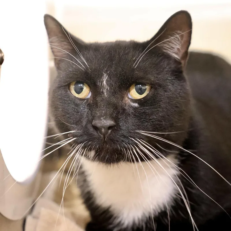 An adult large-sized male Black Domestic Short Hair cat named Jameson for adoption in Briarcliff Manor, NY