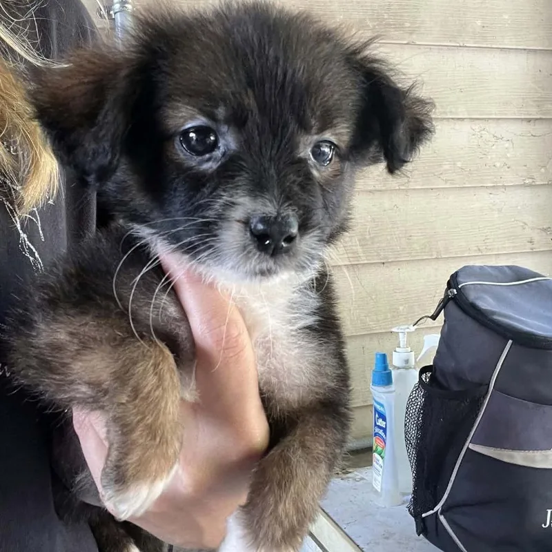 A baby small-sized female Brown / Chocolate Chihuahua dog named Addy for adoption in North Myrtle Beach, SC