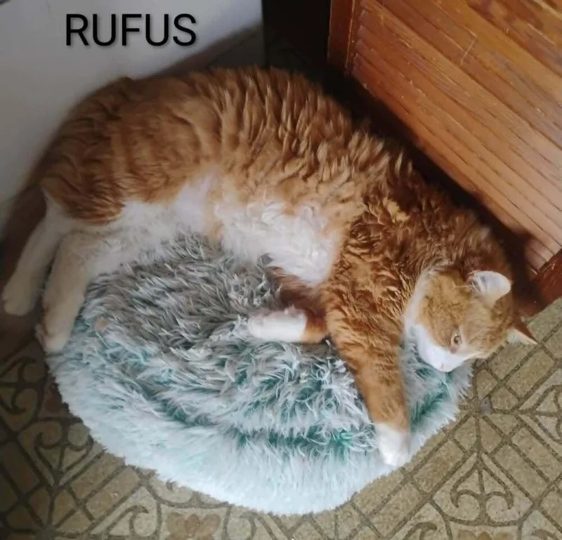 An adult medium-sized male Domestic Long Hair cat named Rufus for adoption in Groveland, MA