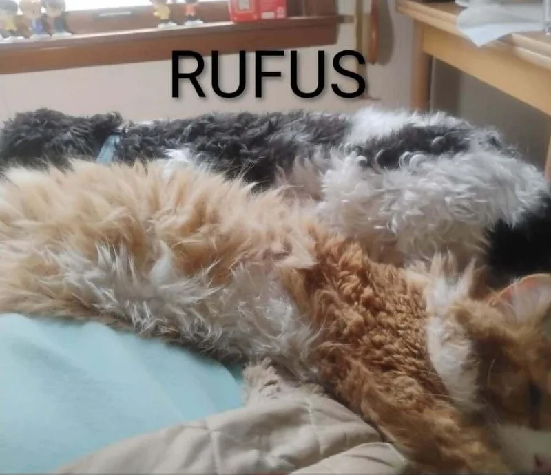 Rufus thumbnail 2