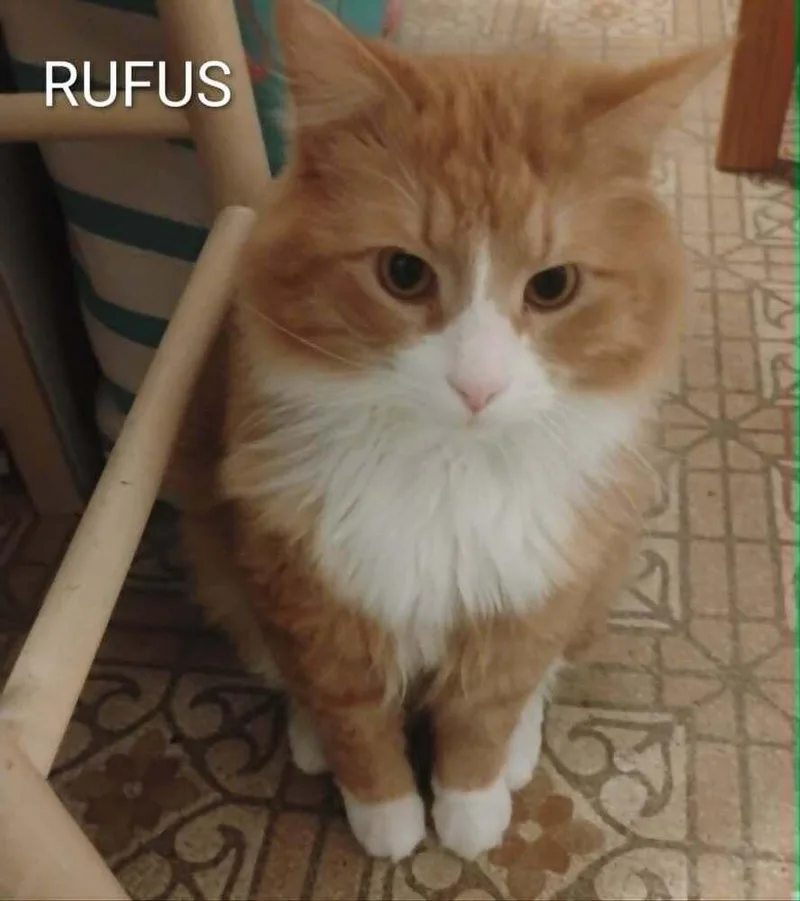 Rufus thumbnail 3