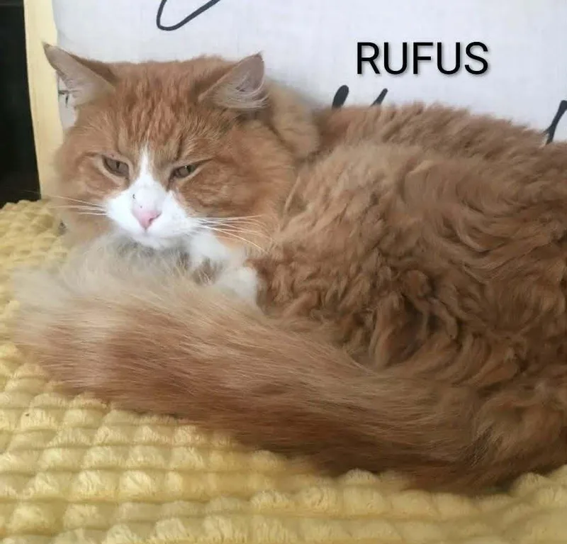 Rufus thumbnail 4