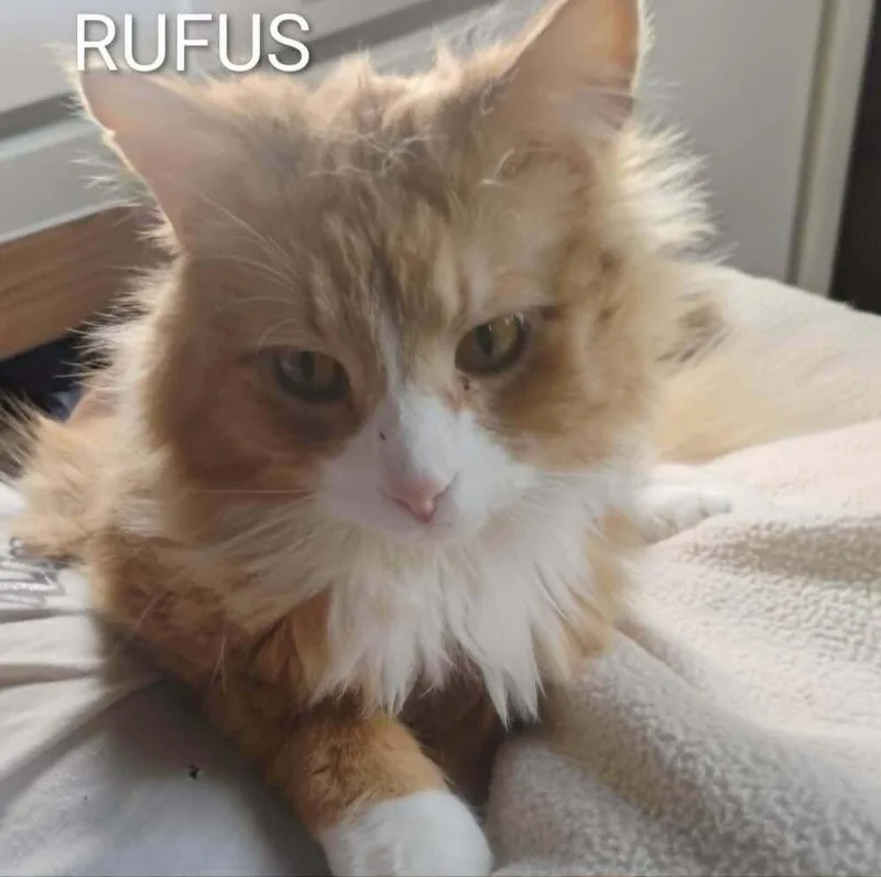 Rufus thumbnail 5
