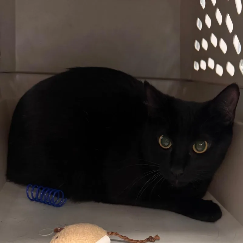 A young small-sized female Black Domestic Short Hair cat named Astra for adoption in Clearwater, FL