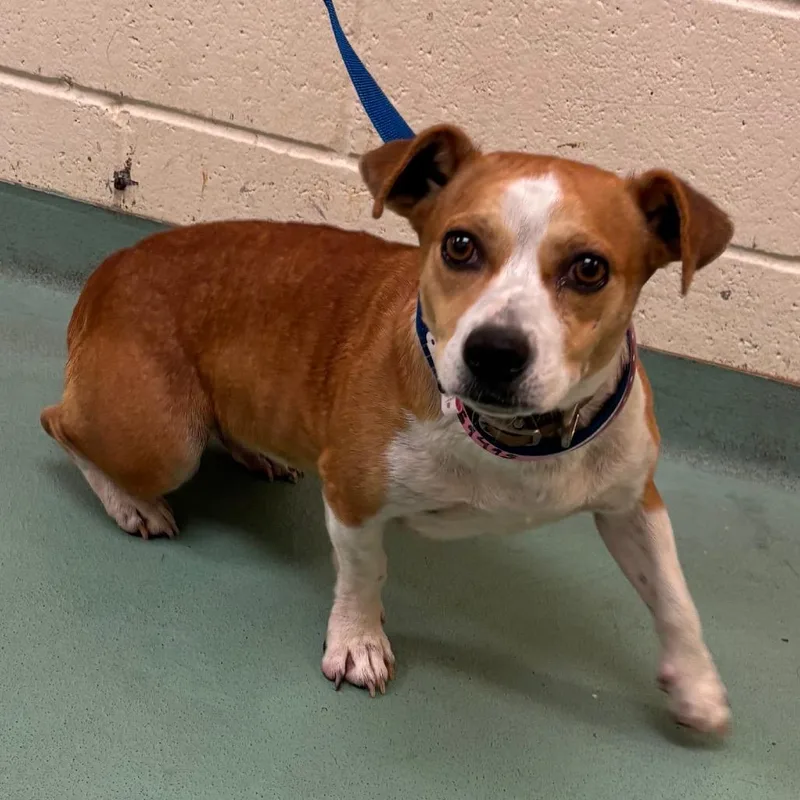 An adult medium-sized female Mixed Breed dog named Kimberly for adoption in Memphis, TN