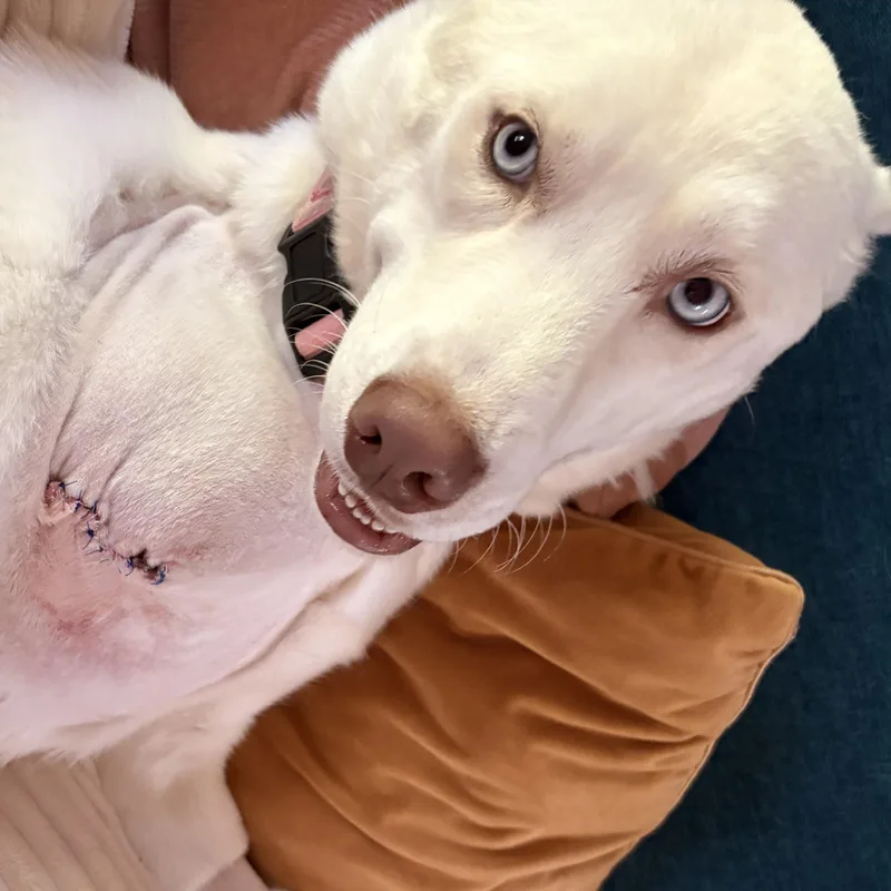 An adult medium-sized male White / Cream Husky dog named Rick for adoption in Allegan, MI