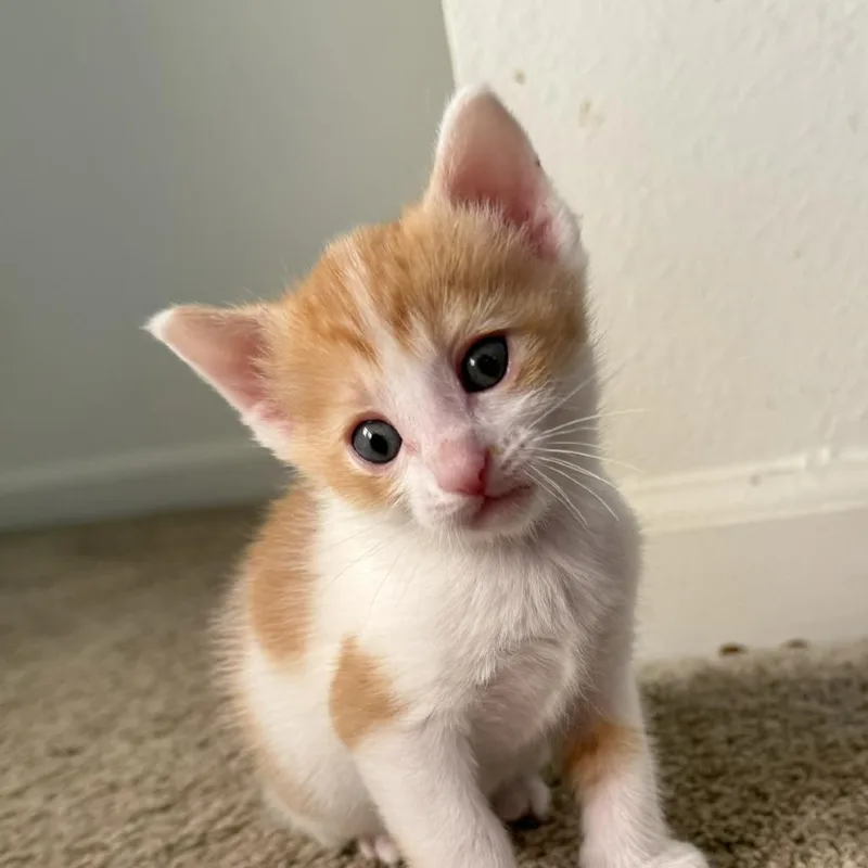 A baby small-sized male Black Domestic Short Hair cat named George for adoption in Troy, IL
