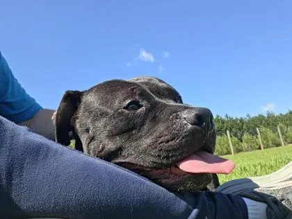 An adult medium-sized male Pit Bull Terrier dog named Botswana for adoption in Atlanta, GA