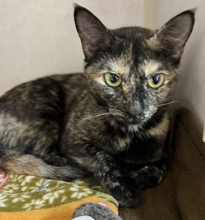 A baby small-sized female Tortoiseshell Domestic Short Hair cat named Aria for adoption in Salem, NH
