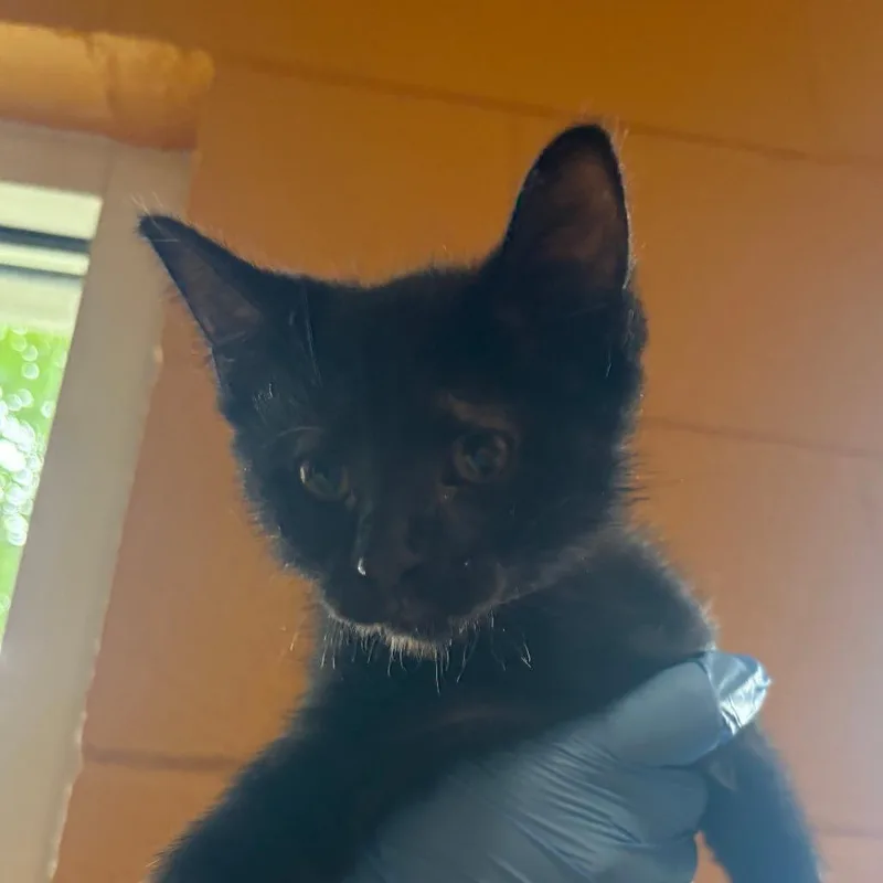 A baby small-sized male Black Domestic Medium Hair cat named Poe for adoption in Chesapeake, VA