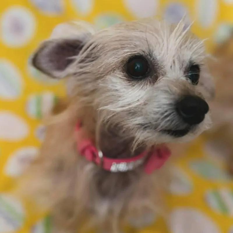 Abby & Bella thumbnail 2