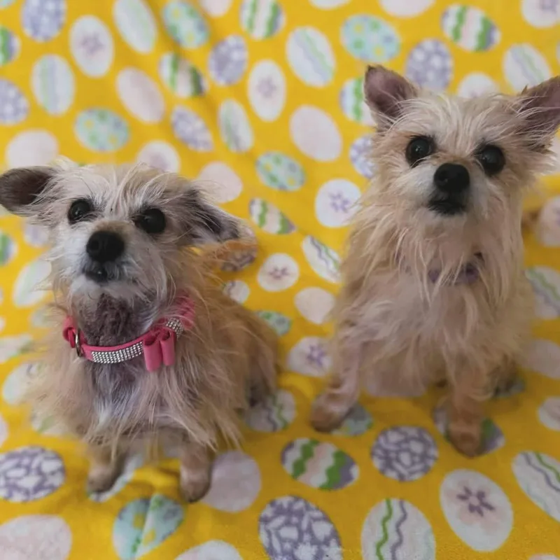 Abby & Bella thumbnail 3