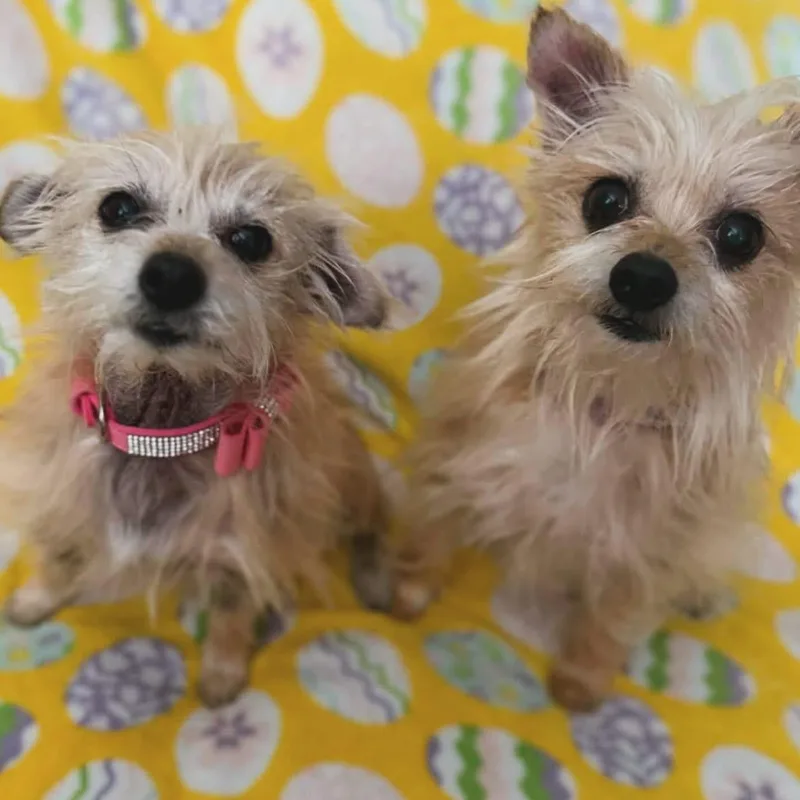 Abby & Bella thumbnail 4