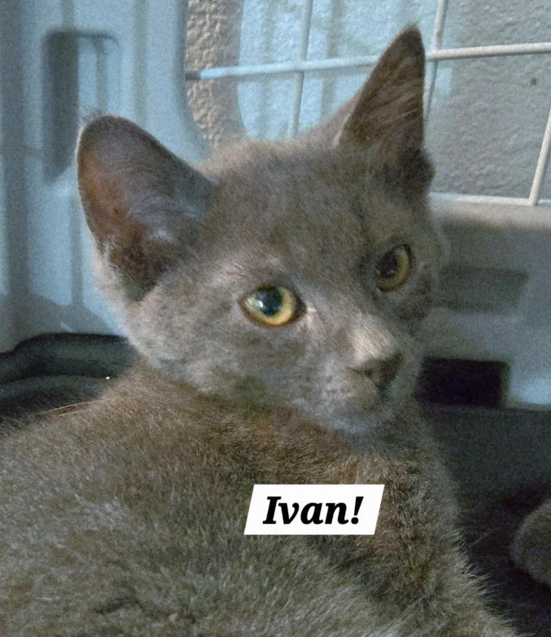 A baby medium-sized male Domestic Short Hair cat named Ivan for adoption in San Antonio, TX
