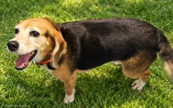 An adult small-sized female Beagle dog named Macie for adoption in Franklin, TN