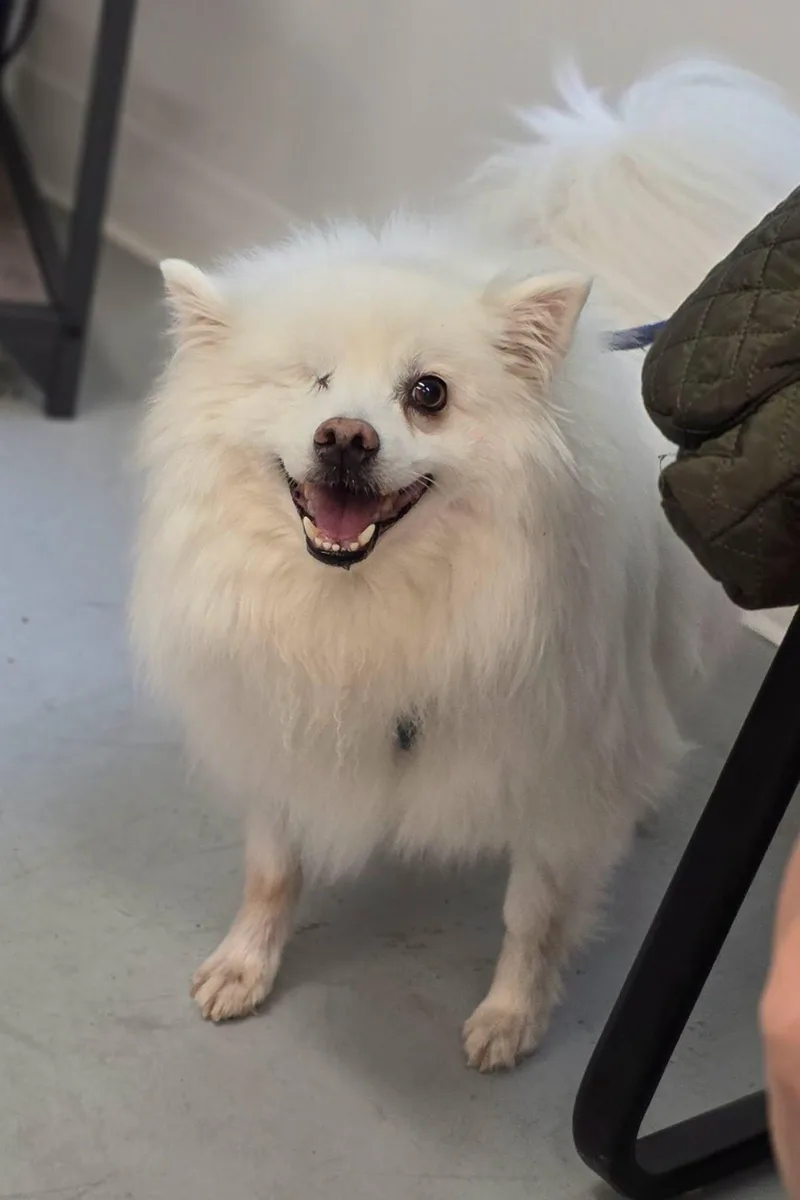 A senior small-sized male White / Cream American Eskimo Dog dog named Gee for adoption in Shelby, MI