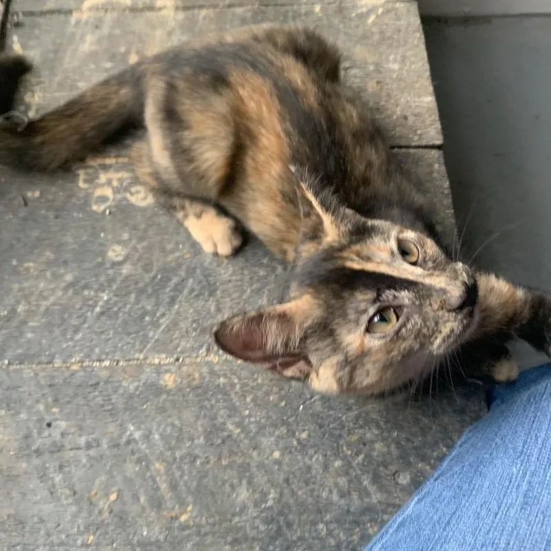 A baby small-sized female Black Domestic Short Hair cat named Matilda Estep for adoption in Woodstock, VA