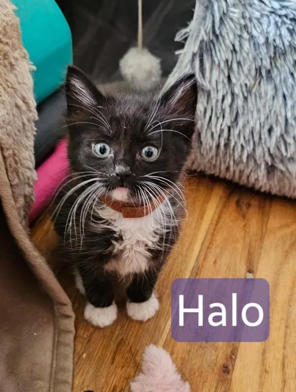 A baby medium-sized female Black & White / Tuxedo Domestic Short Hair cat named Halo Black With White for adoption in Kennewick, WA