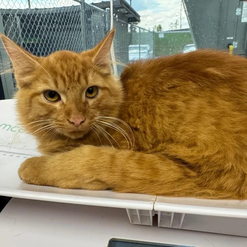 An adult small-sized male Orange / Red Domestic Medium Hair cat named WabiSabi for adoption in Columbiana, AL