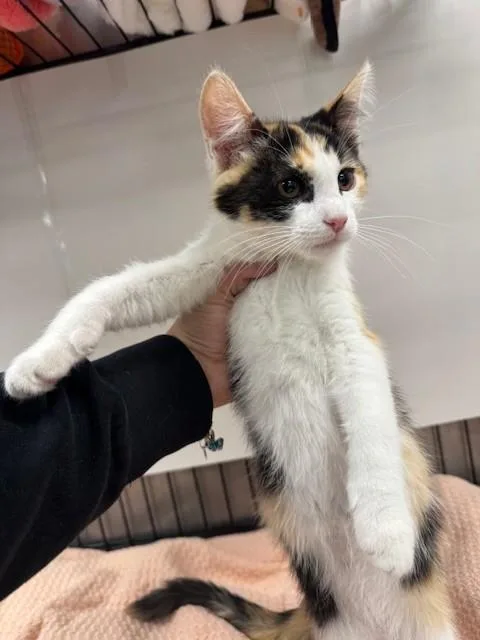 A baby small-sized female Domestic Short Hair cat named Bell for adoption in Van Nuys, CA