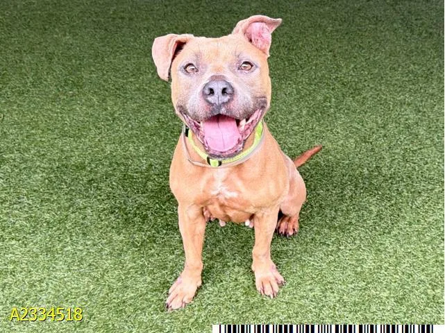 An adult medium-sized female Mixed Breed dog named Minnie for adoption in West Palm Beach, FL