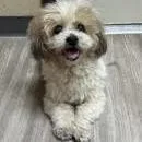 Millie