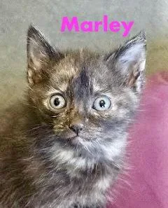 A baby medium-sized female Domestic Short Hair cat named Marley for adoption in Reston, VA