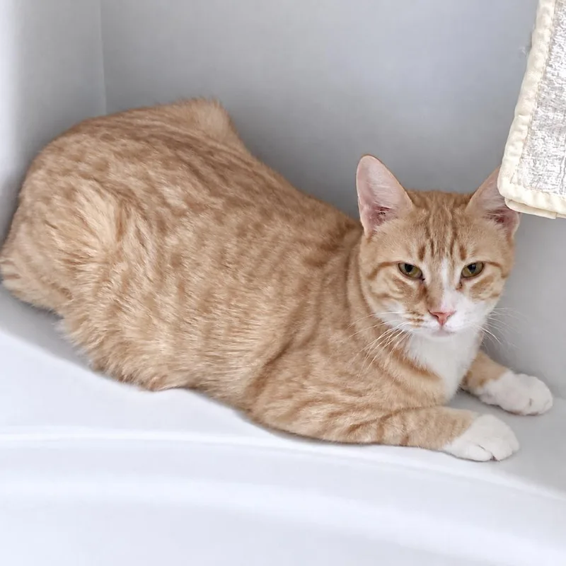 An adult medium-sized female Orange / Red Domestic Short Hair cat named Bibbles for adoption in Austin, TX