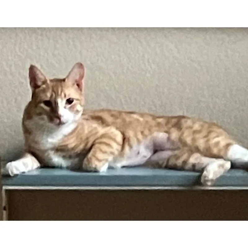 Bibbles thumbnail 3