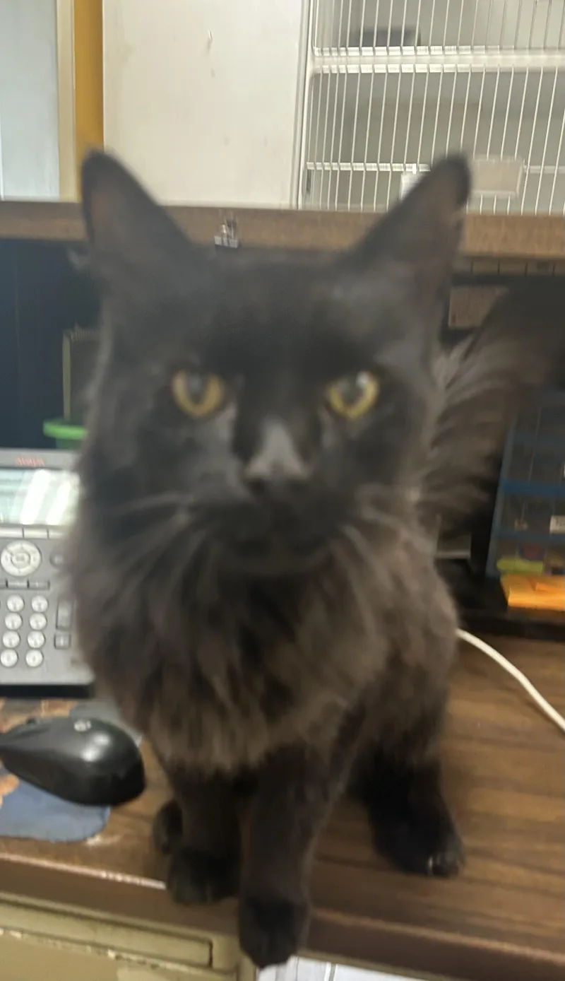 A senior large-sized male Domestic Medium Hair cat named Bat for adoption in North Kansas City, MO