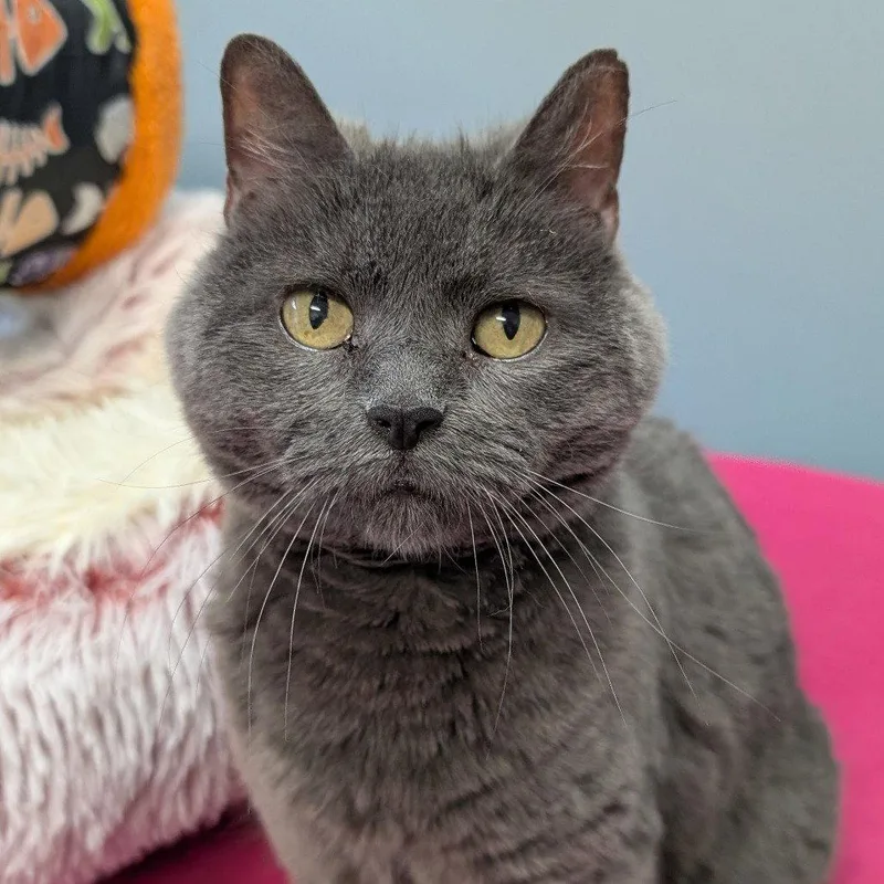 A senior medium-sized female Domestic Short Hair cat named Peaches for adoption in New Castle, DE