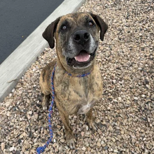 An adult large-sized male Brindle Mastiff dog named Linus for adoption in Grand Junction, CO