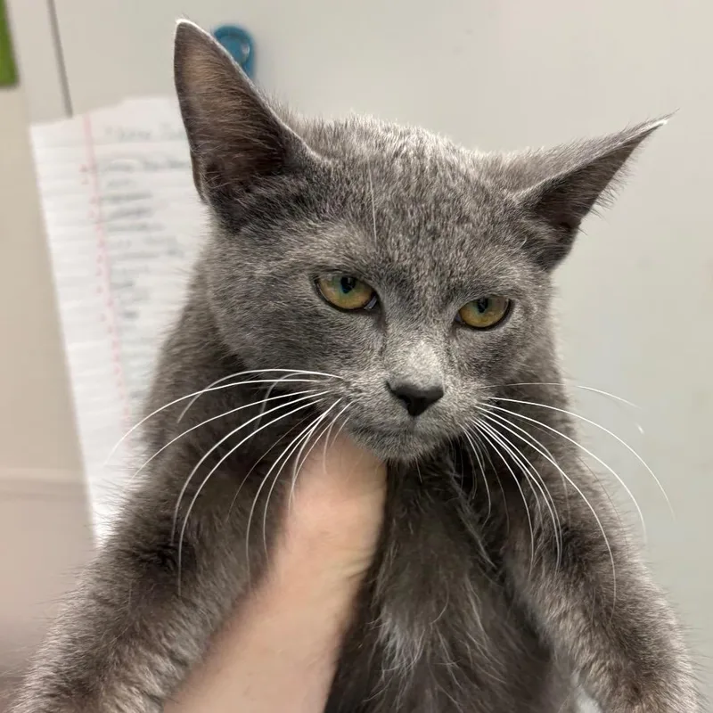 A baby small-sized male Gray / Blue / Silver Domestic Short Hair cat named WonTong for adoption in Columbiana, AL
